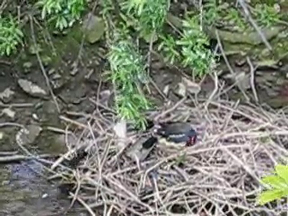 Poules d'eau