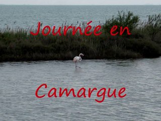 JOURNÉE CAMARGUE PAR LE COMITÉ DA ARLES