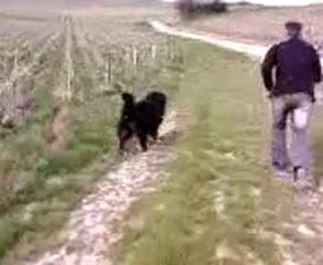 Doggy baton vignes