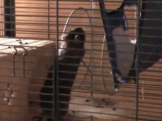 Faire de la roue c'est tout un art