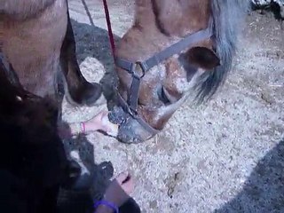 apprendre la reverance