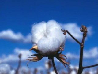 Southern sky Mango Groove