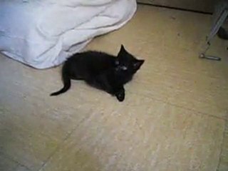 Willow - 1 mois 1/2 - femelle