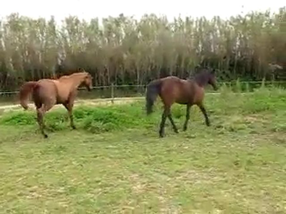 Chanceux & Darling 3