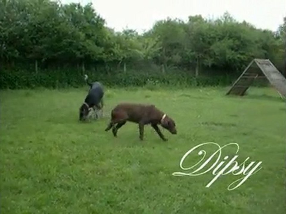 Dipsy
