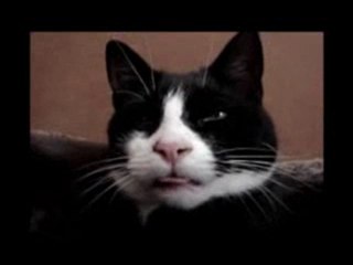 Kitten Suckles Air