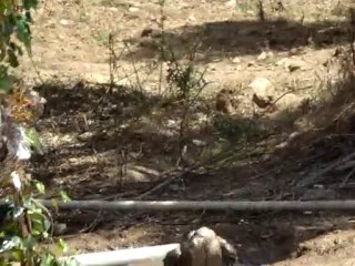 kara ördek havuz keyfi