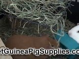 Guinea Pig Supplies - What You Need to Get Started
