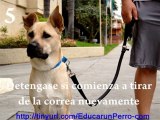 Como Entrenar a tu Perro