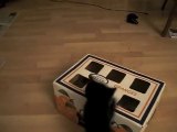Funny Kitten, Rascal, Goes Crazy in an Produce Box