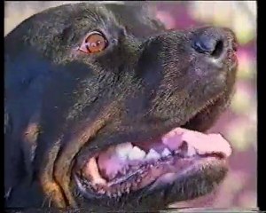 Телевизионщики шутят :)