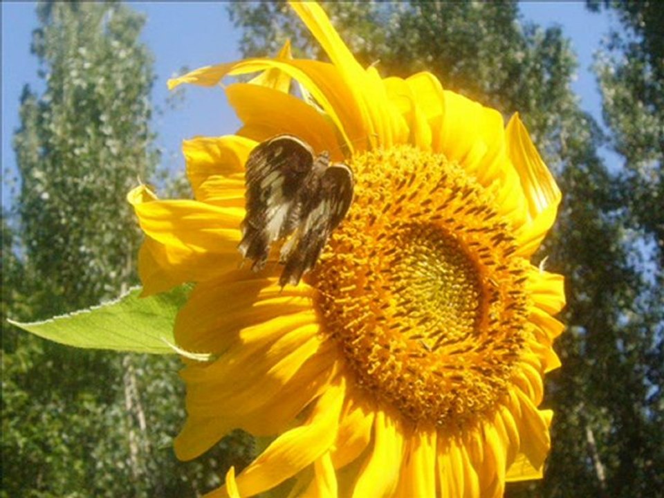cennet ilahileri hu ilhan irem