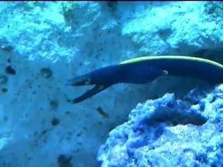 aquarium grau  du  roi