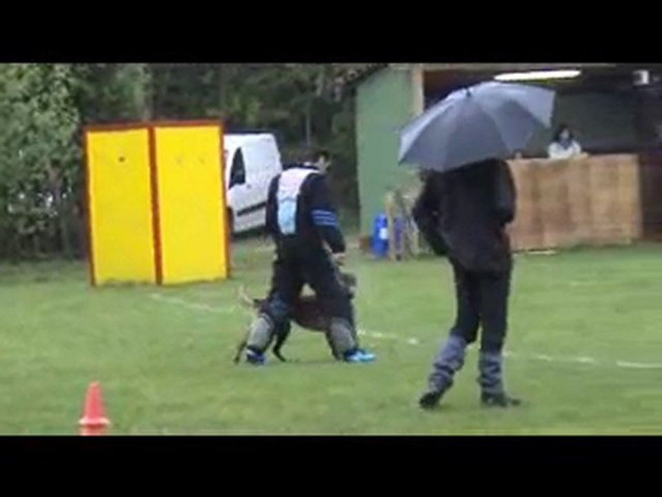 Alien du domaine N'Kenia 2ème selectif ring