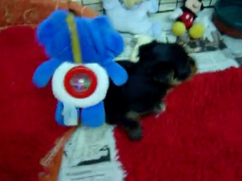 CHIOTS YORKSHIRE DE 5 SEMAINES