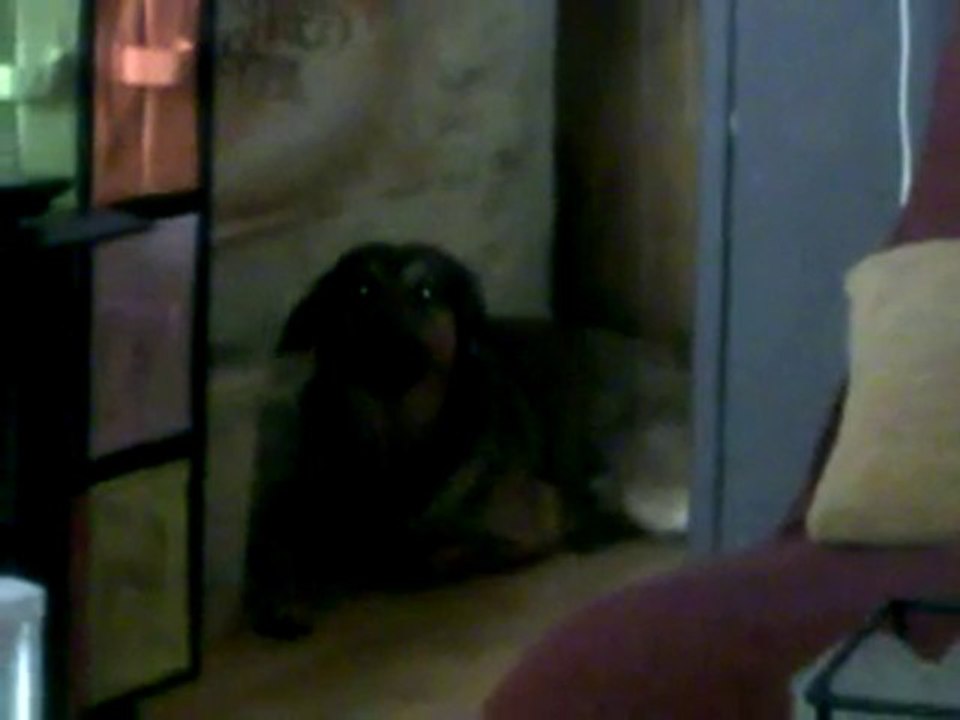 chien chanteur varois 2