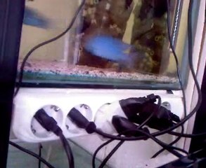 Yunus Ciklet Çiftleşme