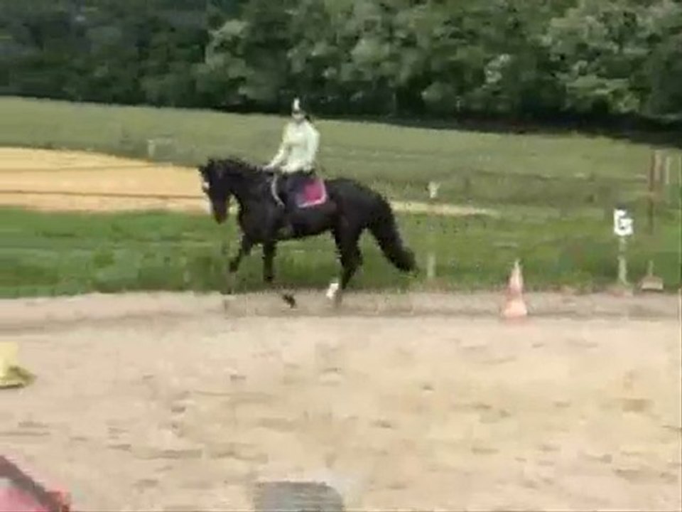 Dressage avec Paris 15.05.10