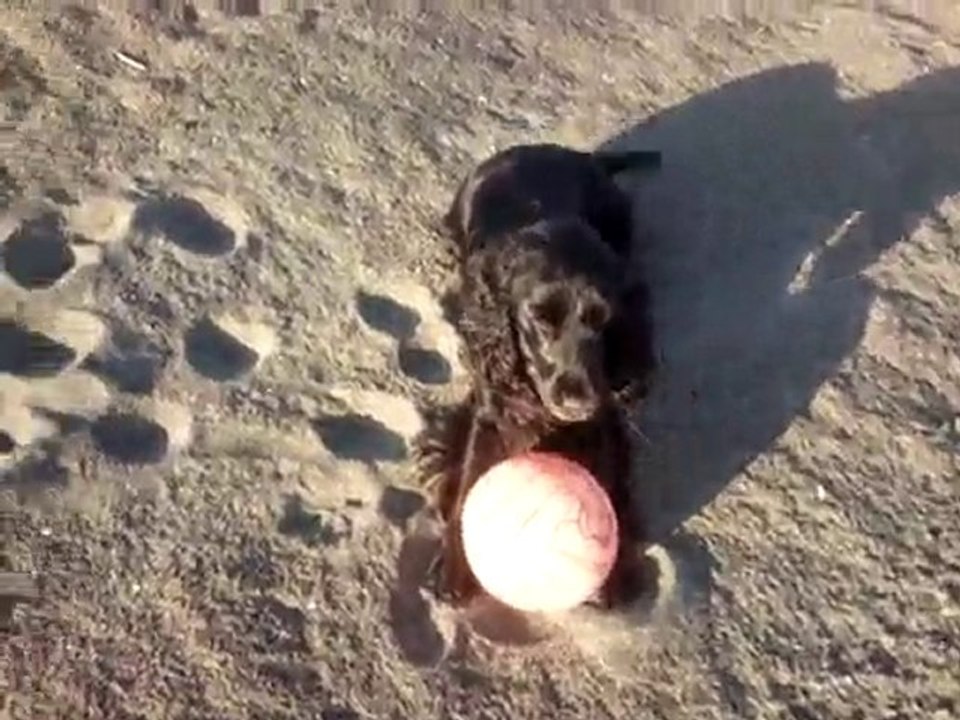 perla  con la  palla