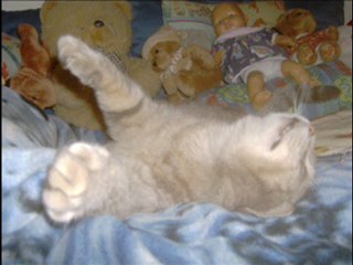 animaux exceptionnelles a mes yeux !!