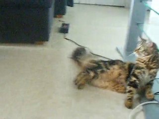 Fùlan et Eras jeu entre chien et chats