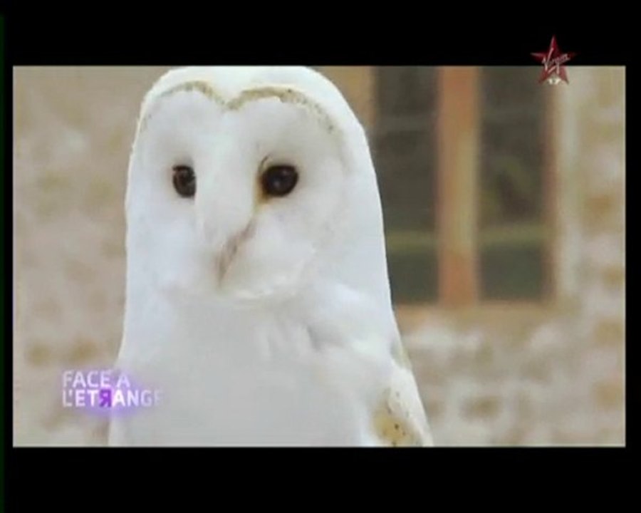 Maison hantées : Les fantômes (2)