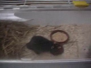 Schwartz 3: Key Insights and Overview