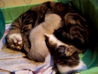 Gatita gatito