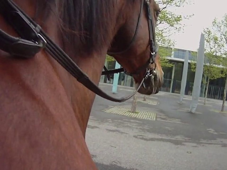 Blutritt in weingarten - 2010