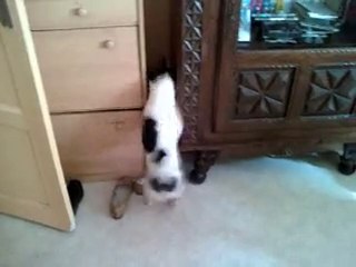 Tania cherche la balle