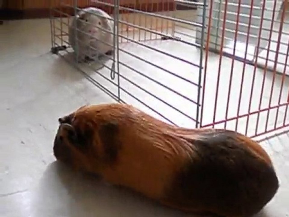 raffie et rasta