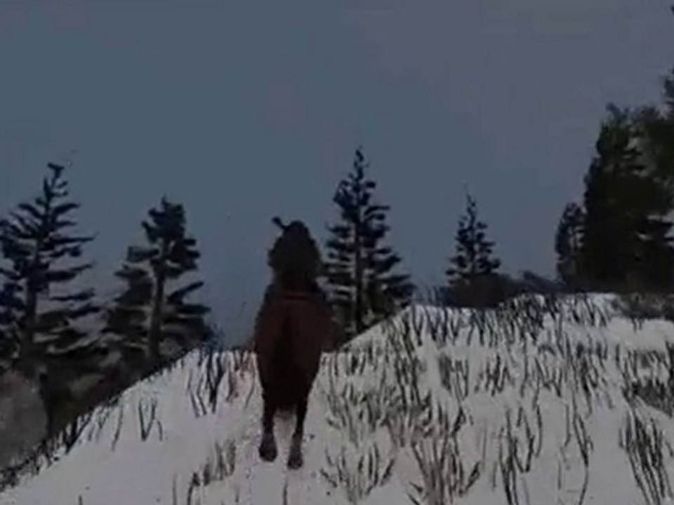 red red redemption - Horse Barrier Breaker