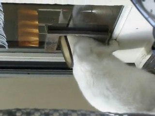 Milka ouvre sa chatière