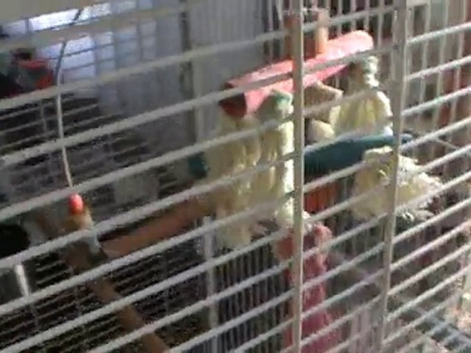 Maximus And Me - Just An Ordinary Video