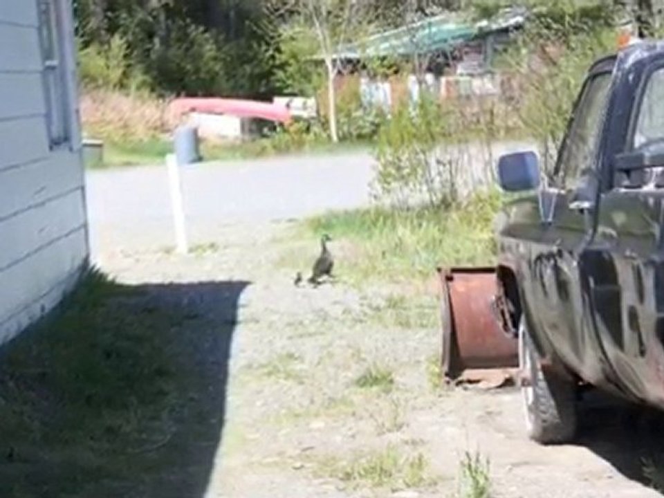 Ducks Visit Greenville, Maine