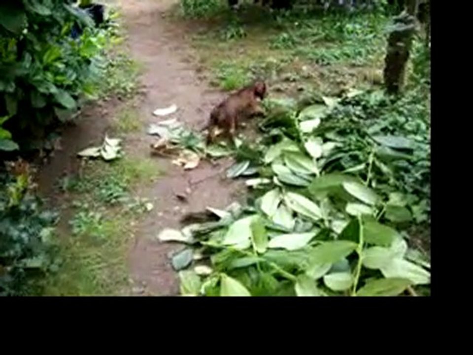 Vidéo de ficelle, dimanche 16 mai