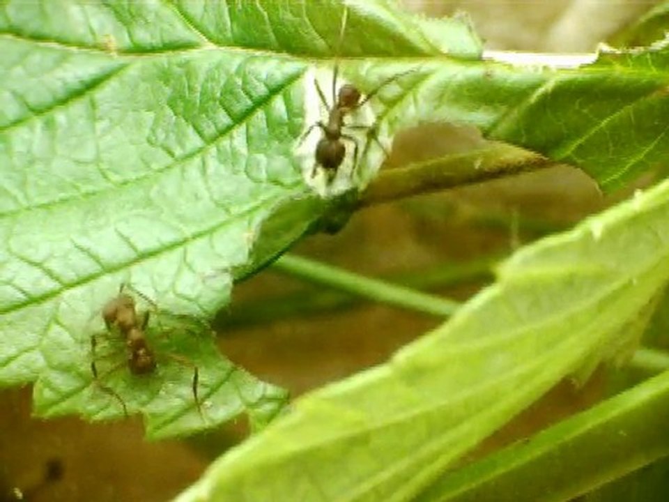 acromyrmex crassipinus a yomen