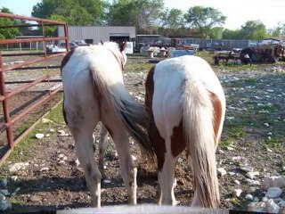 K.O.s Bad Breath 4 Good. The Stank Breath Remover Brush