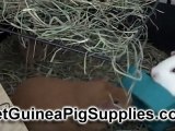 Guinea Pig Supplies - Advice for the Guinea Pig Newbie