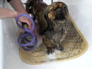 tito au toilettage 2 mode rincage lol