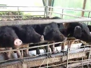 Auf dem Bauernhof - Ferkel