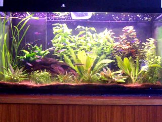 AQUARIUM 96 litres tropical