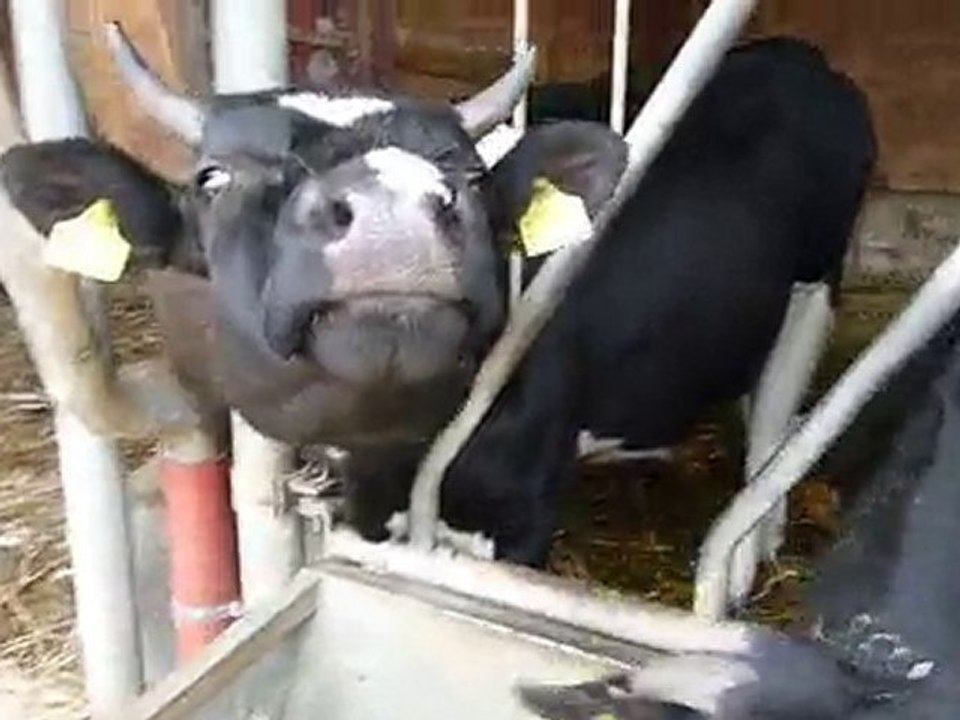 00:34 Auf dem Bauernhof - Kühe