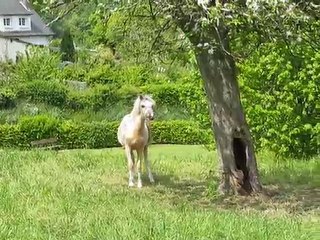 Destiny's Floyd Kool Welsh A