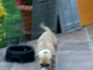 Chiots à 7 semaines