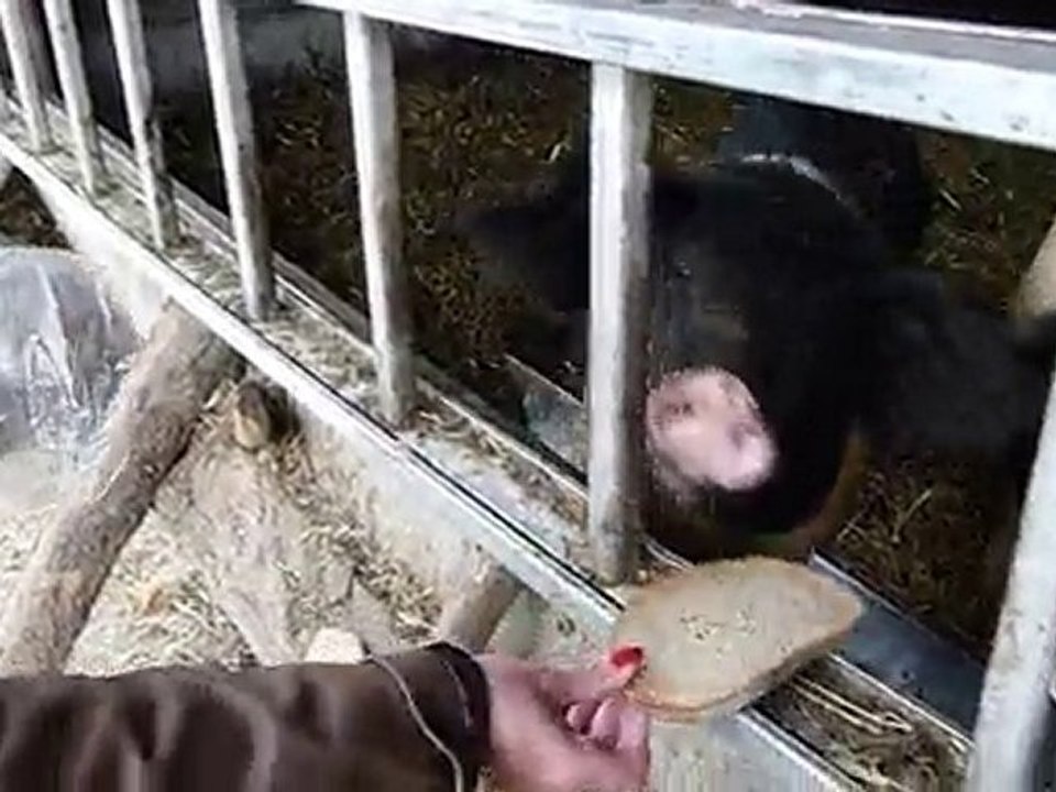 Auf dem Bauernhof - Schweine