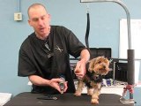 Dog Grooming | The Studly Pooch - 310-376-7033