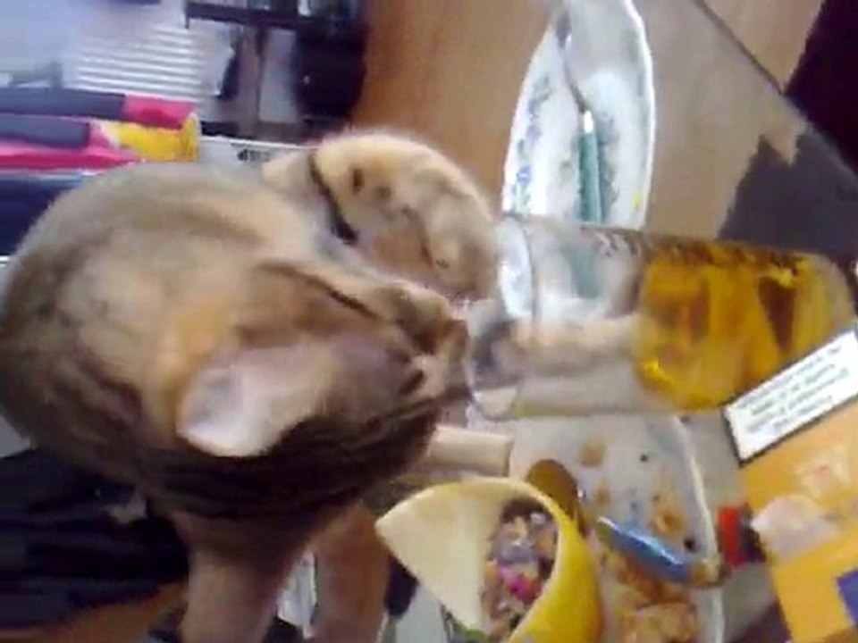 chat alcoolique