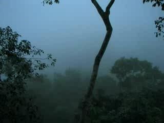 Le chant des gibbons