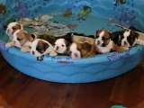 Bulldog puppies Puppy Training and Potty Training Made Easy!